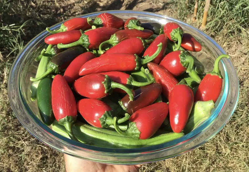 Tigela com pimentas jalapeño colhidas